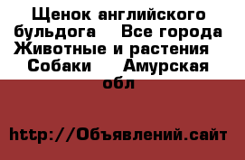 Щенок английского бульдога  - Все города Животные и растения » Собаки   . Амурская обл.